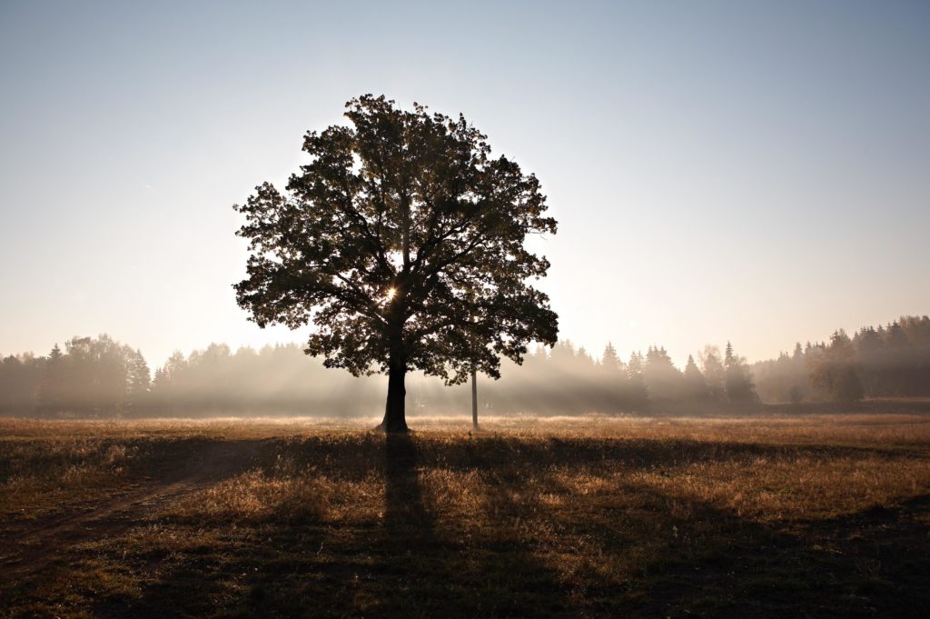 UK startup planning to plant 1 billion trees with drones