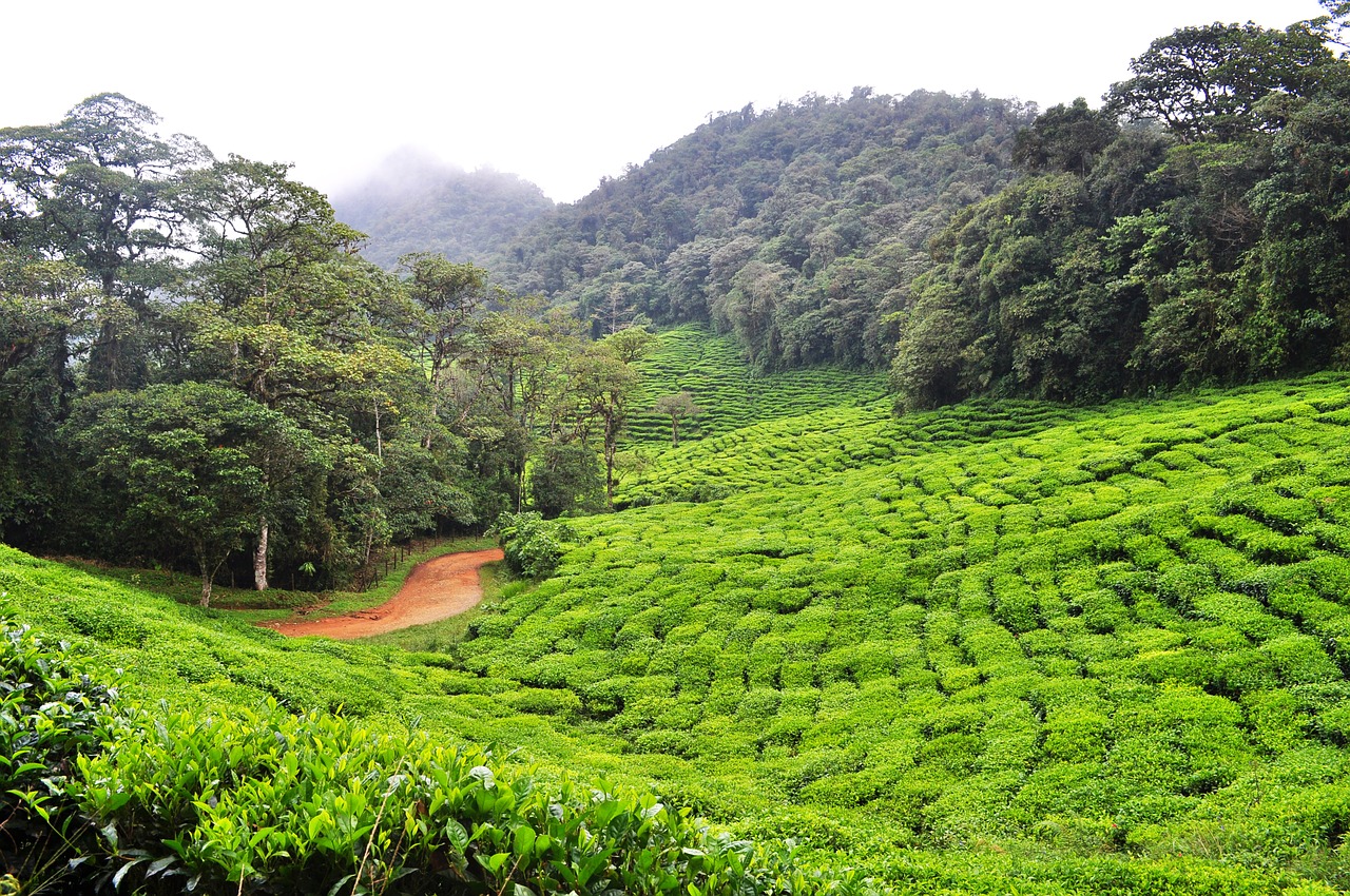 colombia farm